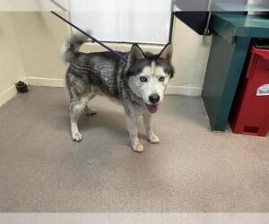 Siberian Husky Dogs for adoption in Pasadena, CA, USA