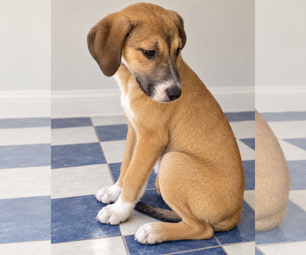 Medium Photo #4 Bogle Puppy For Sale in Southbury, CT, USA