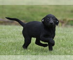 Small #7 Borador