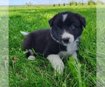 Puppy Giligan Border Collie