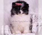 Puppy Kisses AKC Pomeranian