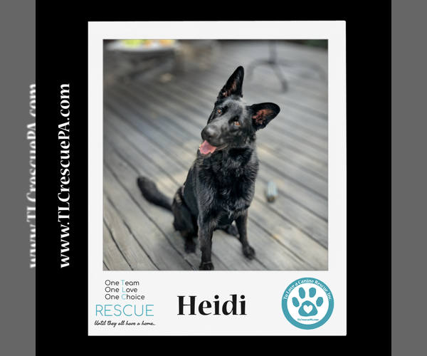 Medium Photo #19 German Shepherd Dog Puppy For Sale in Kimberton, PA, USA