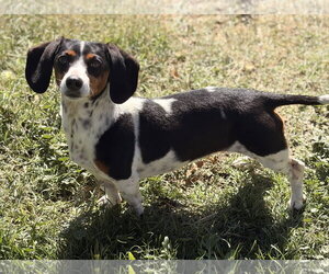 Belli - Female Dachshund Dog for Adoption - Photo #3