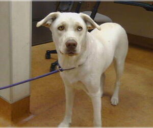 Huskies -Labrador Retriever Mix Dogs for adoption in Sacramento, CA, USA