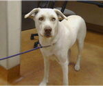 Small Huskies -Labrador Retriever Mix