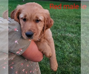 Medium Golden Retriever