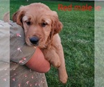 Puppy Butters Golden Retriever
