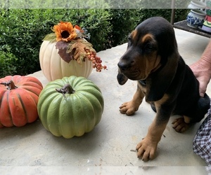 Bloodhound Puppy for sale in FLORENCE, MS, USA