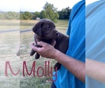 Small Photo #15 Labrador Retriever Puppy For Sale in BRIDGEWATER, VA, USA