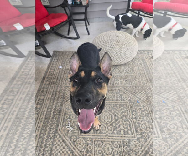 Medium Photo #3 German Shepherd Dog Puppy For Sale in La Grange , NC, USA