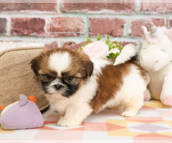 Medium Photo #3 Shih Tzu Puppy For Sale in SYRACUSE, IN, USA