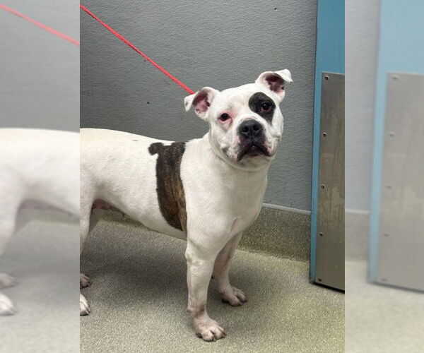 Medium Photo #1 Mutt Puppy For Sale in Las Vegas, NV, USA