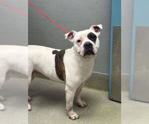 Mutt Dogs for adoption in Las Vegas, NV, USA