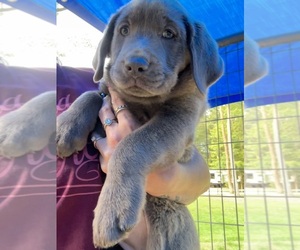 Labrador Retriever Puppy for sale in CHAMPION, PA, USA