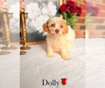 Small #3 Cockapoo