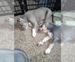 Small Photo #3 American Bully Puppy For Sale in EDON, OH, USA