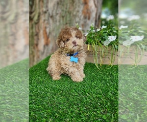 Poodle (Toy) Puppy for sale in INDIANAPOLIS, IN, USA
