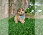 Small Poodle (Toy)