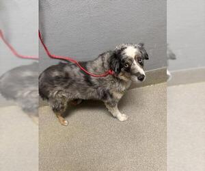 Australian Shepherd-Unknown Mix Dogs for adoption in Las Vegas, NV, USA