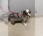 Small Australian Shepherd Mix