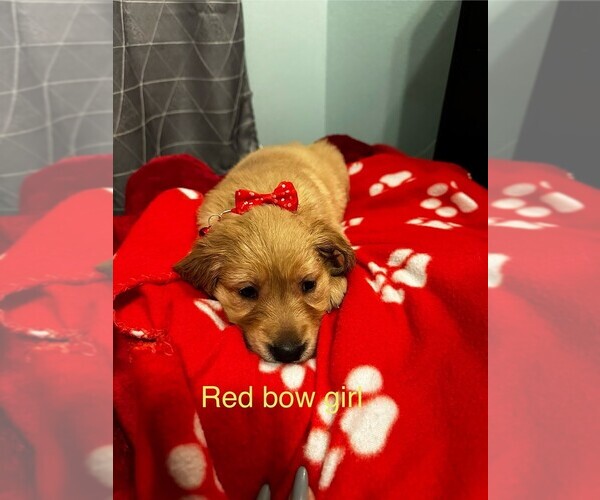 Medium Photo #1 Golden Retriever Puppy For Sale in TISHOMINGO, OK, USA