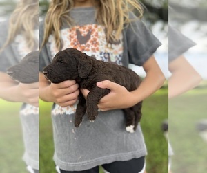 Poodle (Standard) Puppy for sale in WEST PLAINS, MO, USA