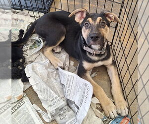 Mutt Dogs for adoption in House Springs, MO, USA