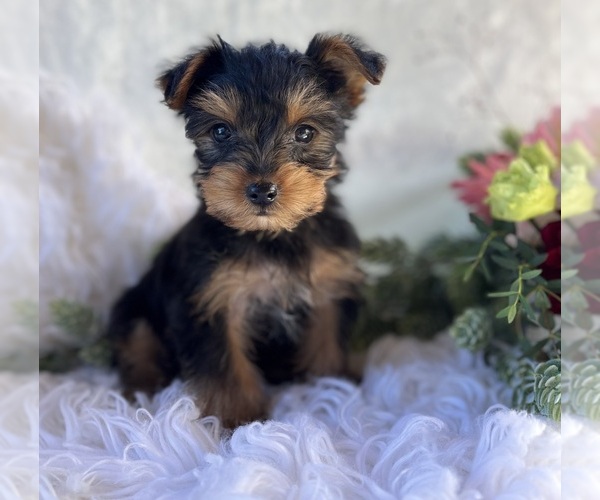 Medium Photo #1 Yorkshire Terrier Puppy For Sale in ROCK STREAM, NY, USA