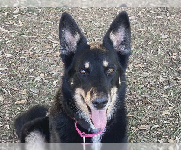 Medium Photo #2 German Shepherd Dog Puppy For Sale in Martinez, CA, USA