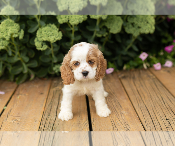 Medium Photo #7 Cocker Spaniel Puppy For Sale in NAPPANEE, IN, USA