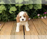 Small #6 Cocker Spaniel