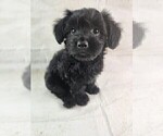 Puppy Jazzy Poovanese