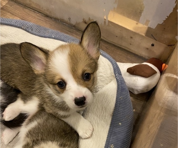 Medium Photo #3 Pembroke Welsh Corgi Puppy For Sale in BRANDON, FL, USA