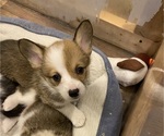 Small #2 Pembroke Welsh Corgi