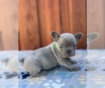 Small #4 French Bulldog