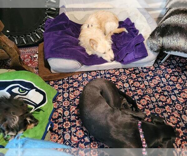 Medium Photo #4 Mutt Puppy For Sale in Bellevue, WA, USA