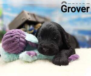 Labradoodle Puppy for sale in MILLVILLE, MN, USA