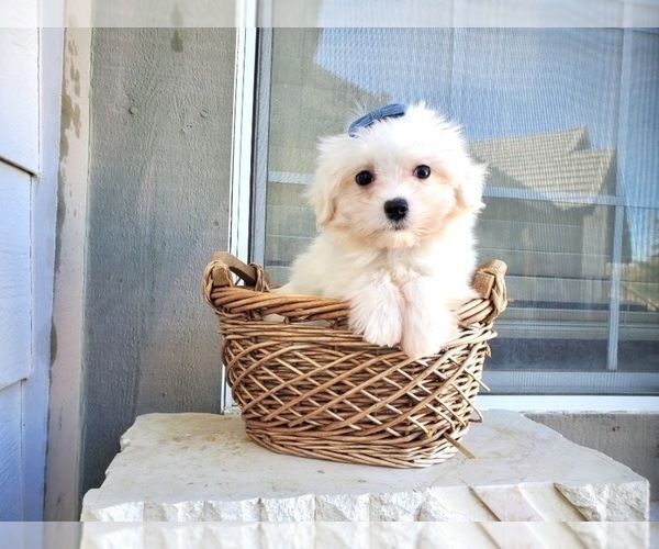 Medium Photo #4 Maltese Puppy For Sale in SANTA CLARITA, CA, USA