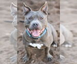 Small #3 Bulldog Mix