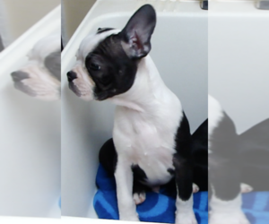 Boston Terrier Puppy for Sale in BENEDICT, Kansas USA