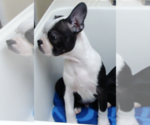 Small Boston Terrier