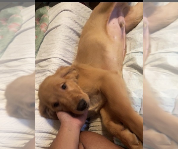 Medium Photo #9 Golden Retriever Puppy For Sale in SOMERSWORTH, NH, USA