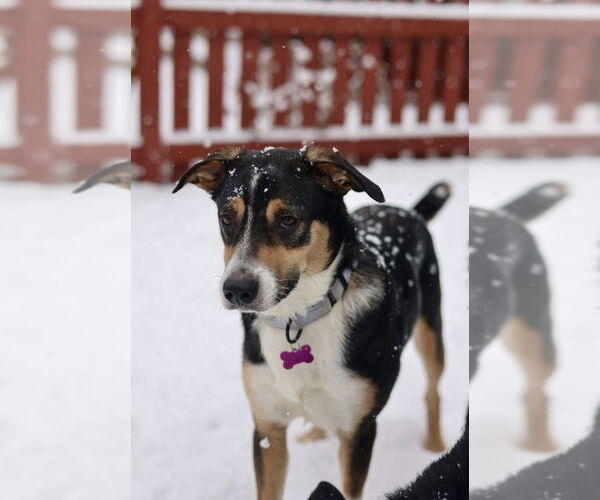 Medium Photo #2 Australian Shepherd-Unknown Mix Puppy For Sale in Plymouth, MN, USA