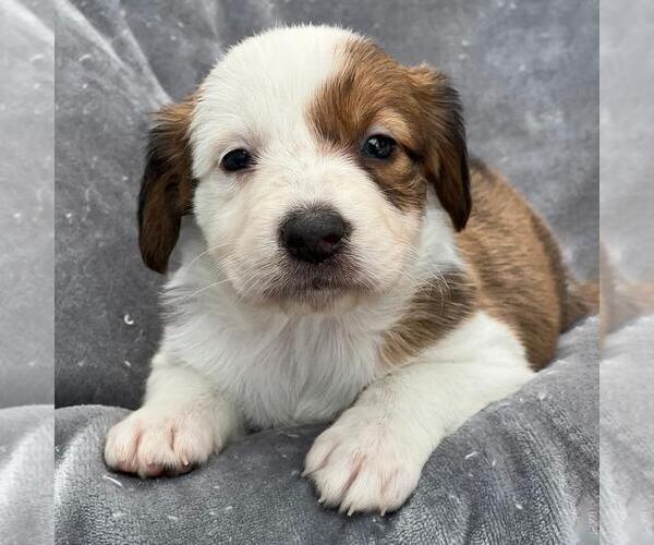 Medium Photo #2 Colonial Cocker Spaniel-Unknown Mix Puppy For Sale in San Diego, CA, USA