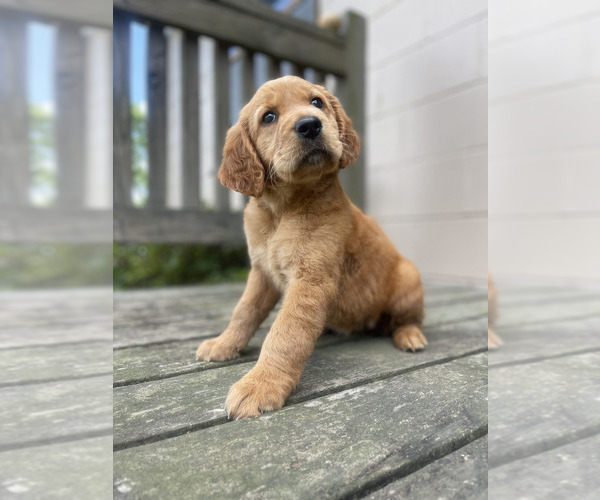 Medium Photo #2 Golden Retriever Puppy For Sale in FREDONIA, KY, USA