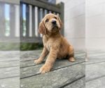 Small #1 Golden Retriever