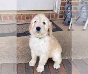 Goldendoodle Puppy for sale in NEWTON, NC, USA