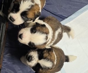 Saint Bernard Puppy for sale in CHIPPEWA FALLS, WI, USA