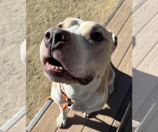 Medium Photo #4 Mutt Puppy For Sale in Incline Village, NV, USA