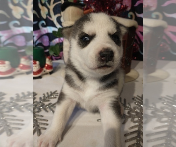Medium Photo #10 Siberian Husky Puppy For Sale in DANBY, VT, USA